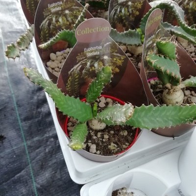 Plantas Euphorbia stellata em vasos vermelhos com etiquetas, numa bandeja branca