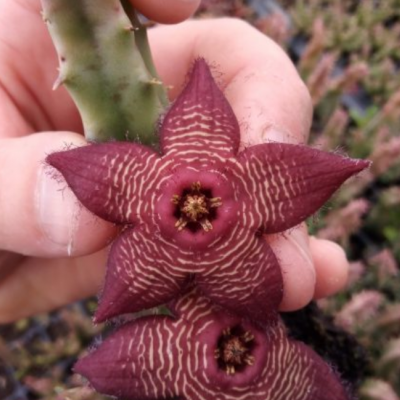 Flor de cactus roxa com riscas brancas segurada por uma mão sobre fundo de plantas.