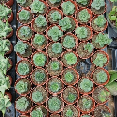 Suculentas verdes em vasos pequenos de plástico castanho organizadas em grelha