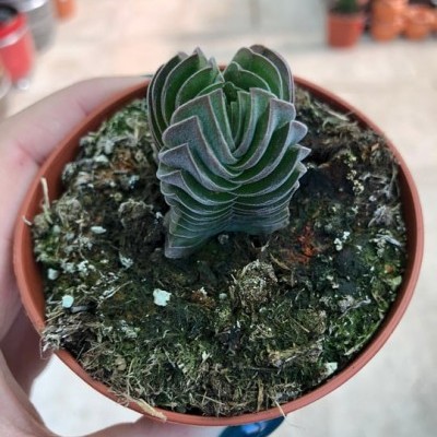 Planta suculenta verde em vaso castanho segura por mão, fundo interior com outros vasos desfocados