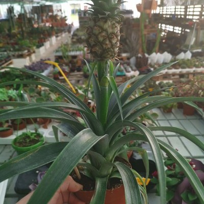Planta de ananás em vaso castanho com fruto verde no topo em viveiro