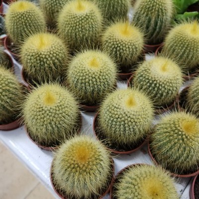 Pequenos cactos verdes com espinhos amarelos em vasos castanhos sobre superfície branca