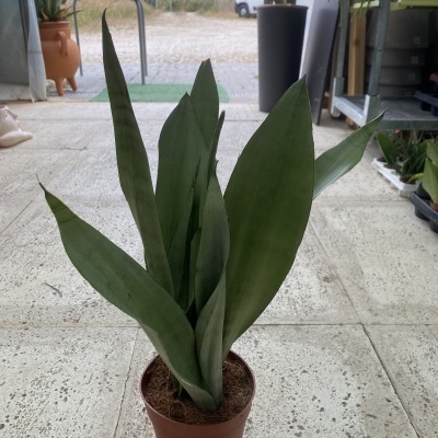 Planta suculenta em vaso castanho com folhas verdes largas dentro de estufa