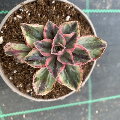 Planta suculenta verde com bordas cor-de-rosa em vaso branco sobre superfície preta com grade verde