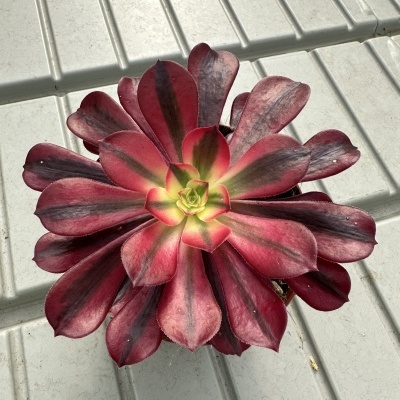 Planta suculenta vermelha e verde sobre superfície metálica cinza