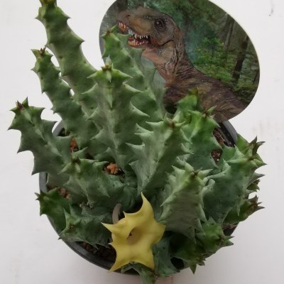 Planta suculenta verde com flor amarela e placa decorativa com dinossauro T-Rex