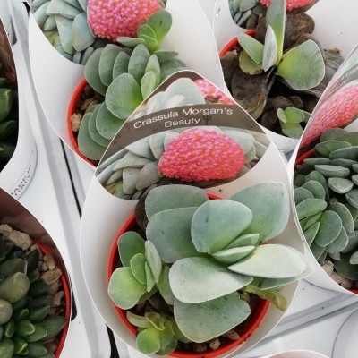 Plantas suculentas Crassula Morgan's Beauty em vasos vermelhos com etiquetas