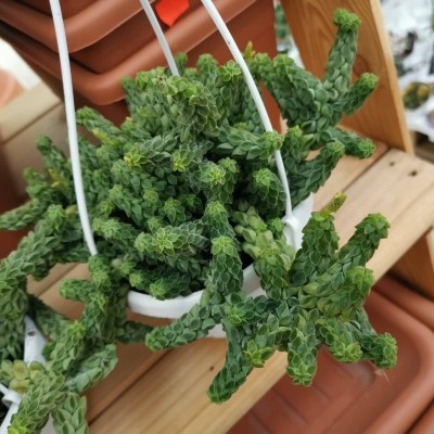 Planta suculenta verde em vaso branco suspenso em prateleira de madeira