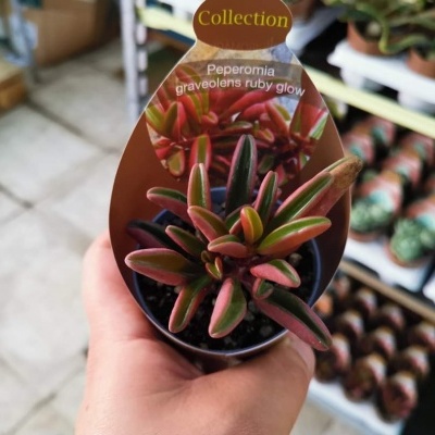 Planta Peperomia graveolens ruby glow em vaso preto com etiqueta.