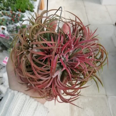 Planta aérea Tillandsia com folhas rosa e verde segurada em mãos dentro de loja