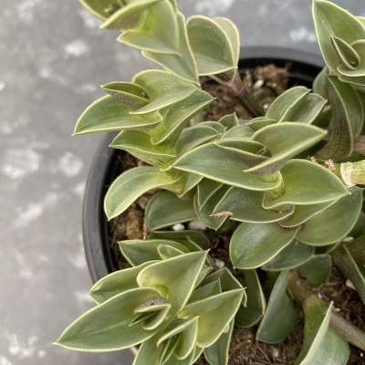 Planta suculenta verde em vaso preto sobre superfície cinza manchada