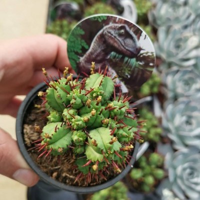 Vaso com pequeno cacto verde e espinhos vermelhos, etiqueta com dinossauro.