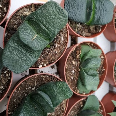 Plantinhas suculentas verdes em vasos vermelhos com terra