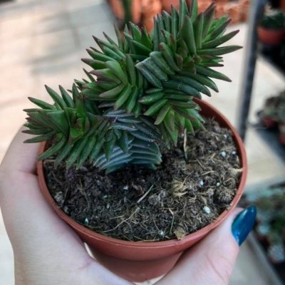 Vaso de plástico com planta suculenta verde em mãos humanas, fundo com mais vasos