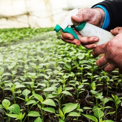 Pessoa a pulverizar plantas pequenas numa estufa com pulverizador branco e verde