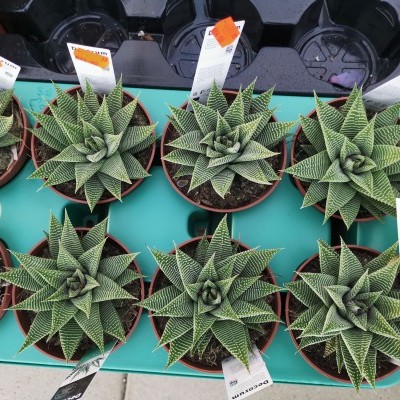 Plantas suculentas verdes com padrão em vaso castanho em bandeja verde