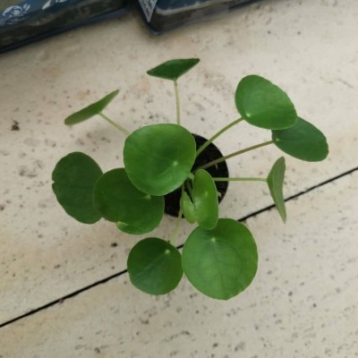 Planta Pilea Peperomioides com folhas verdes em vaso preto sobre chão de azulejo claro