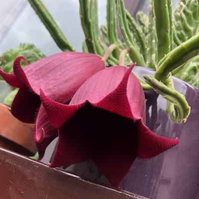 Flor vermelha escura com pétalas em estrela em vaso roxo com planta suculenta verde