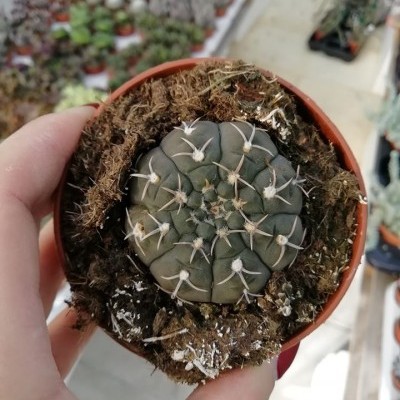 Cacto verde escuro em vaso pequeno laranja, segurado por uma mão