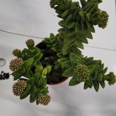 Planta suculenta verde com brotos rosados num vaso pequeno