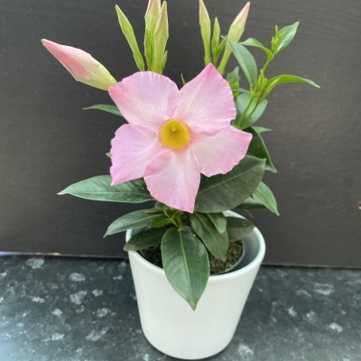 planta com flor rosa em vaso branco sobre superfície escura