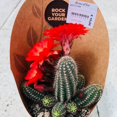 Cacto com flores vermelhas em vaso de papel com etiquetas e fundo castanho