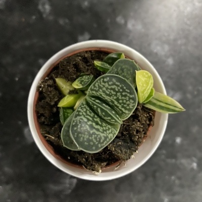 Planta suculenta verde com manchas em vaso pequeno