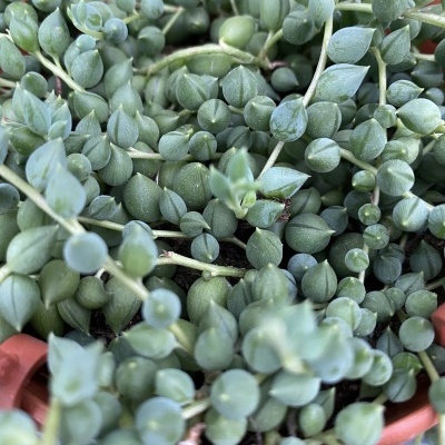 Planta suculenta verde com folhas redondas em vaso terracota