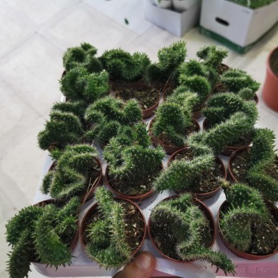 Plantas de cacto em vasos de plástico castanho numa bandeja branca.