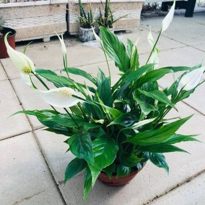 Planta com folhas verdes e flores brancas em vaso castanho no chão de pedra