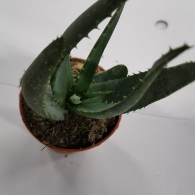 Planta Aloe Vera em vaso de plástico sobre superfície branca