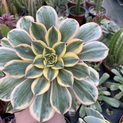 Suculenta com folhas verdes, amarelas e rosa segurada por mão, várias plantas em vasos ao fundo