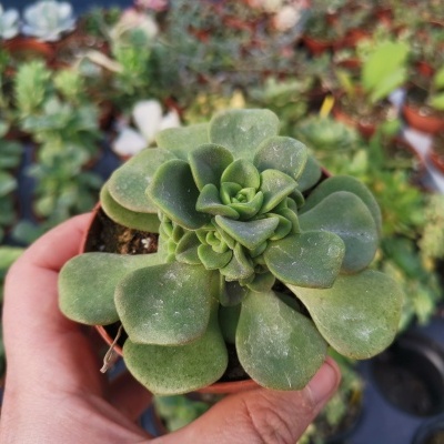 Planta suculenta verde nas mãos com vasos desfocados ao fundo