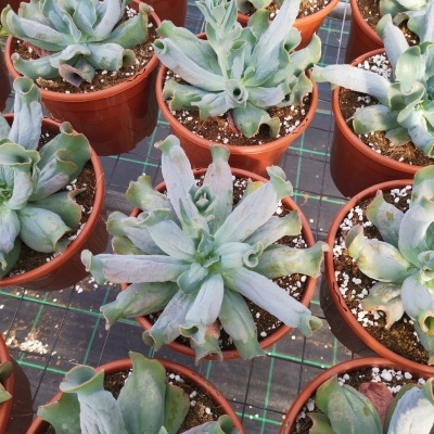 Suculentas verdes em vasos castanhos sobre grelha preta