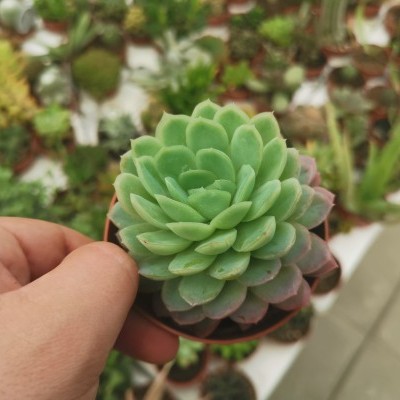 Planta suculenta verde com folhas em roseta em mão, fundo com várias plantas