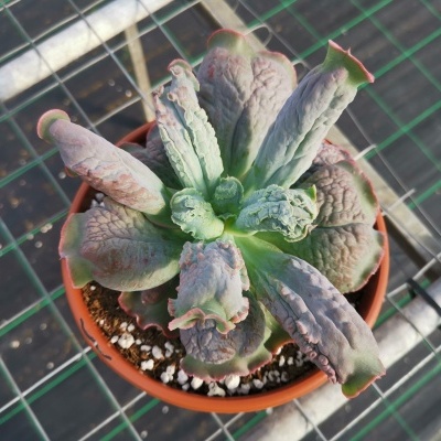 planta suculenta em vaso de plástico castanho na estufa