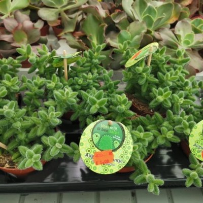 Plantas suculentas verdes em vasos castanhos com etiquetas verdes redondas