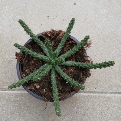 Cacto verde com ramos finos em vaso castanho sobre chão de cimento claro