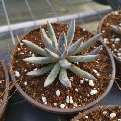 Plantas suculentas em vasos com terra e partículas brancas