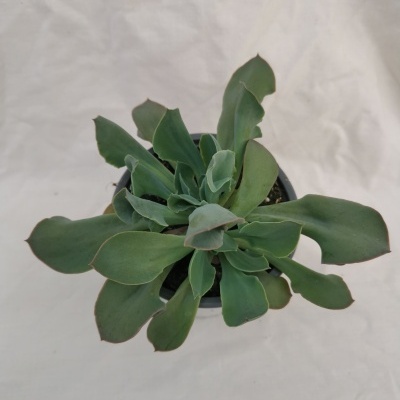 Planta suculenta verde num vaso preto vista de cima