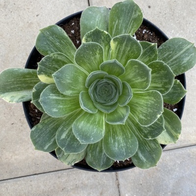Planta suculenta verde em vaso preto sobre chão de pedra clara