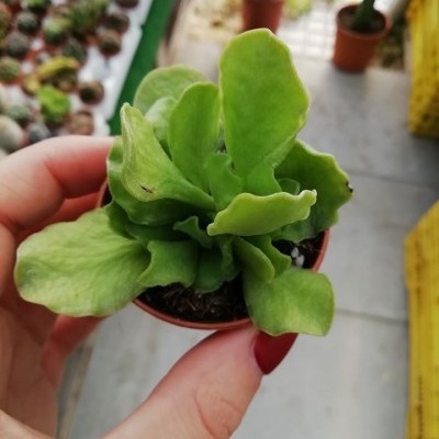 Mão a segurar vaso pequeno com planta suculenta verde