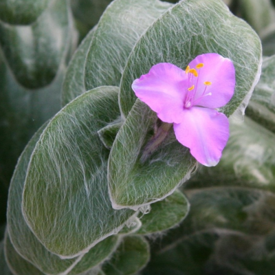 Planta com folhas verdes aveludadas e flor roxa com estames amarelos
