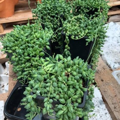 Plantas suculentas verdes em vasos de plástico preto sobre banca de madeira com vasos de barro ao fundo