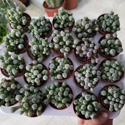 Suculentas verdes em vasos castanhos num tabuleiro branco