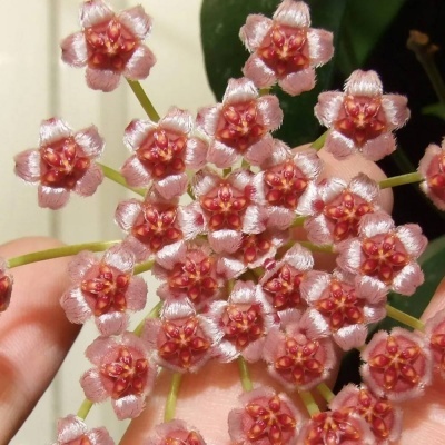 Flor rosa cerosa com padrão circular e várias flores pequenas
