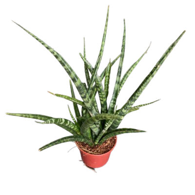 Planta suculenta verde com folhas estreitas em vaso vermelho