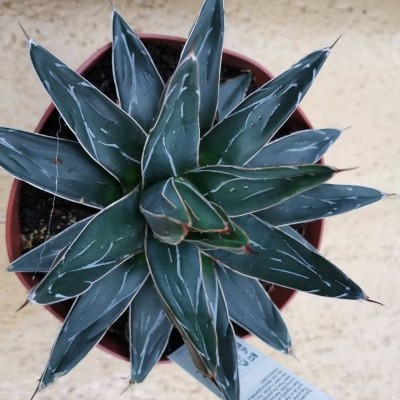 Planta suculenta Agave vista de cima em vaso vermelho com etiqueta