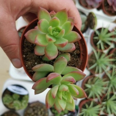 Planta suculenta em vaso castanho com folhas verdes e vermelhas, mãos a segurar, fundo com suculentas desfocadas.