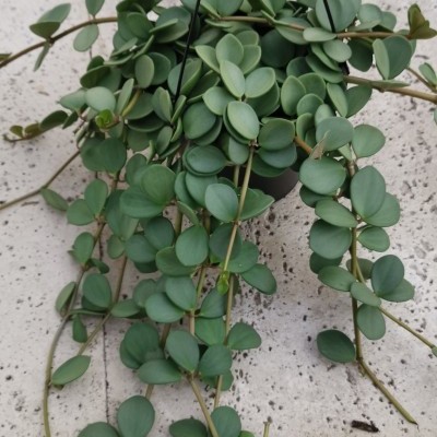 Planta suculenta pendente com folhas redondas em vaso preto suspenso.